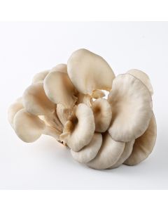 oyster mushroom 200g | 平菇 200g