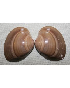 Frozen Cooked Brown Clams 60/80 1kg | 冰冻 熟棕蛤 60/80 1kg