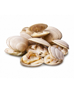 Frozen Cooked White Clams 60/80 1kg | 冰冻 熟白蛤 60/80 1kg