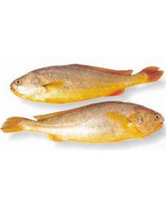 DL Yellow Croaker Fish 400-500/条 | 鼎鹿 小黄鱼 400-500/条